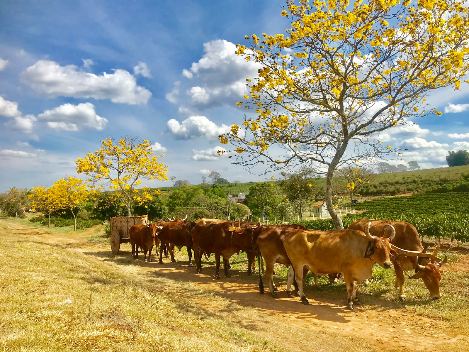 Paisagem rural florida 